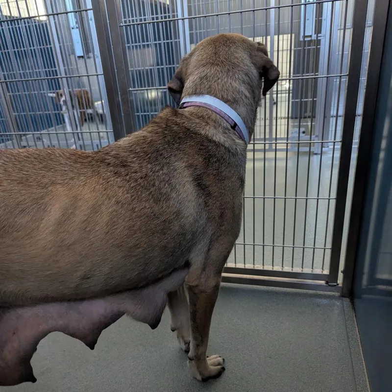 Butterscotch thumbnail 3