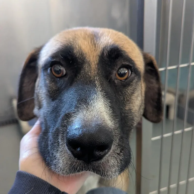 Butterscotch thumbnail 4