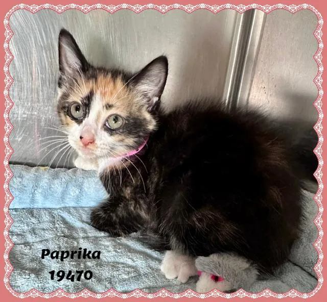 A baby small-sized female Tortoiseshell Domestic Short Hair cat named Paprika See Also Saffron for adoption in Marietta, GA