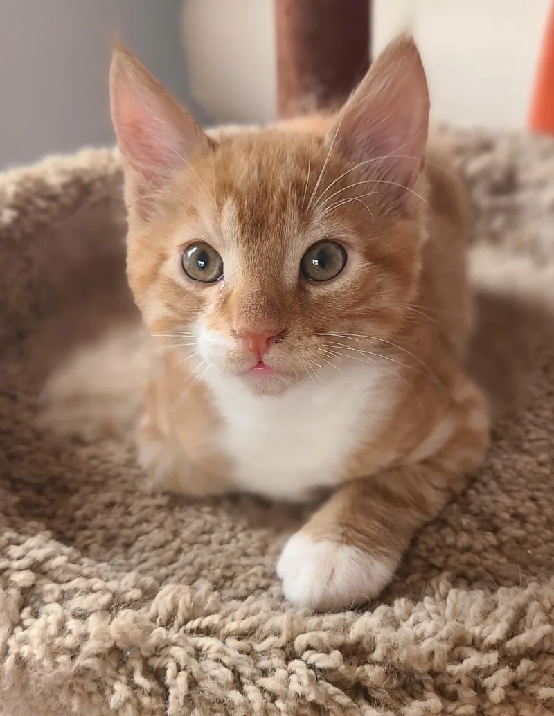 A baby small-sized male Orange & White Domestic Short Hair cat named Thumper for adoption in Hudson, NY
