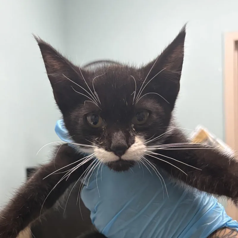 A baby small-sized female Black Domestic Short Hair cat named Iris for adoption in Tacoma, WA
