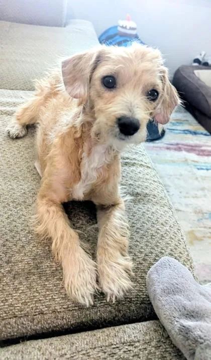 An adult small-sized female Terrier dog named Roxie for adoption in Houston, TX
