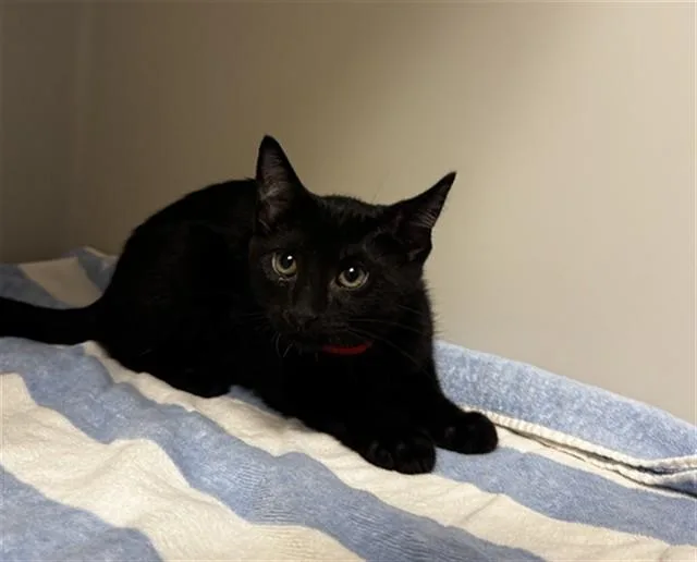 A baby small-sized female Domestic Short Hair cat named Shovel for adoption in Statesville, NC