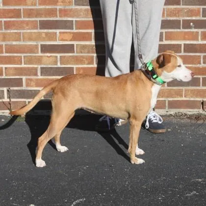 A young medium-sized female Mixed Breed dog named Peachy+ for adoption in Elk Grove Village, IL