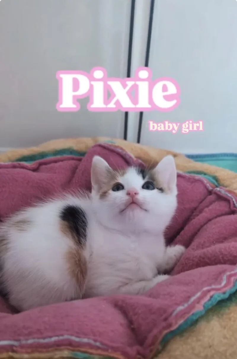 A baby medium-sized female Domestic Short Hair cat named Pixie for adoption in Haddon Heights, NJ