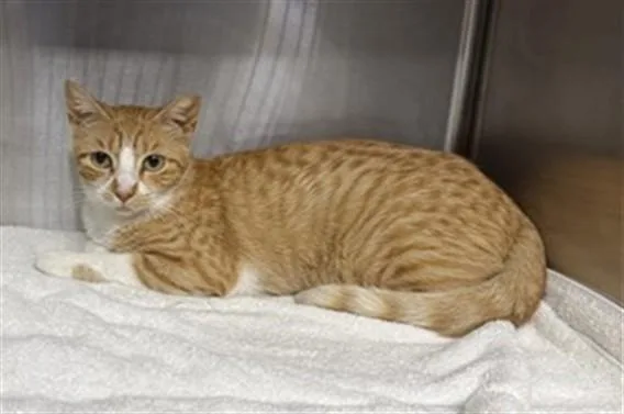 A young medium-sized female Domestic Short Hair cat named Fanta for adoption in Pasadena, TX