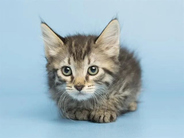 A baby small-sized female Domestic Short Hair cat named Blossom for adoption in Phoenix, AZ