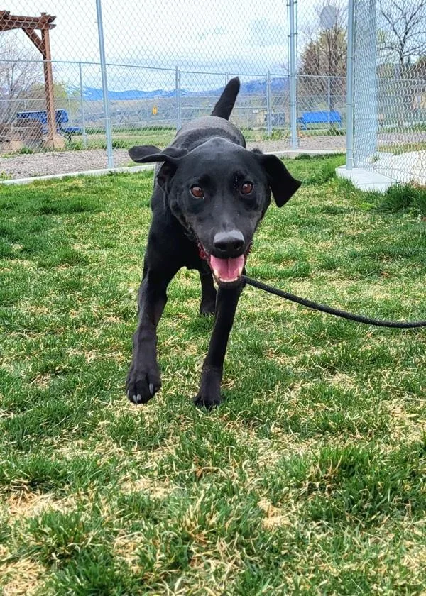 A senior medium-sized male Labrador Retriever dog named Skittles for adoption in Pocatello, ID
