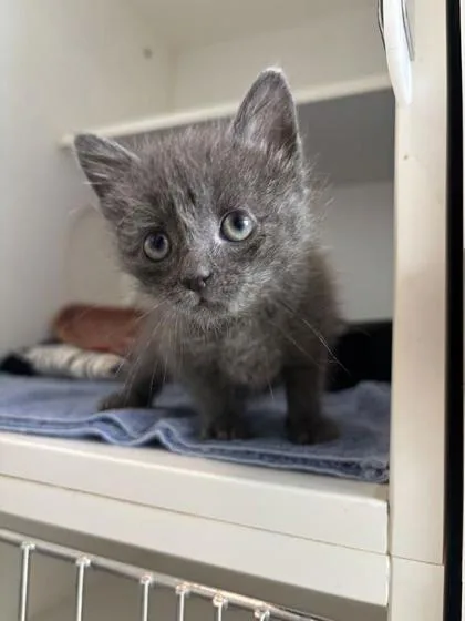 A baby small-sized male Domestic Short Hair cat named Cove for adoption in Manteo, NC