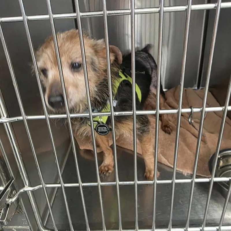 A senior small-sized female Apricot / Beige Yorkshire Terrier dog named Audrey D for adoption in Princeton, MN