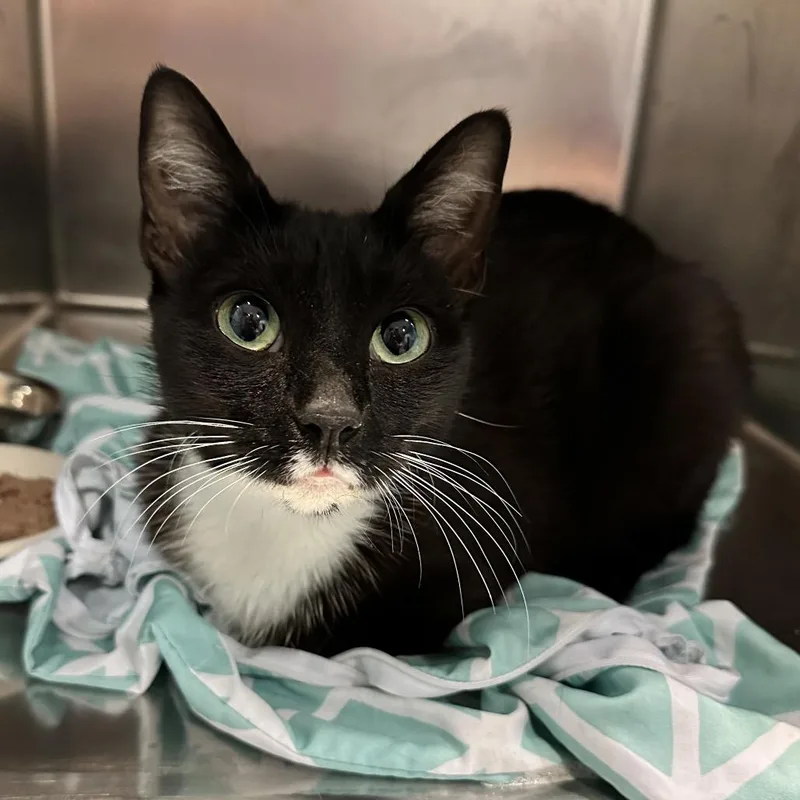 An adult medium-sized female Black Domestic Short Hair cat named Calliope for adoption in Chattanooga, TN