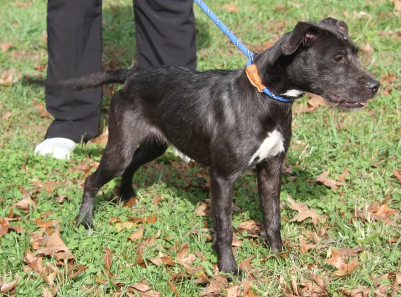 A young medium-sized female Black Terrier dog named Tootie Fruity for adoption in Marietta, OH