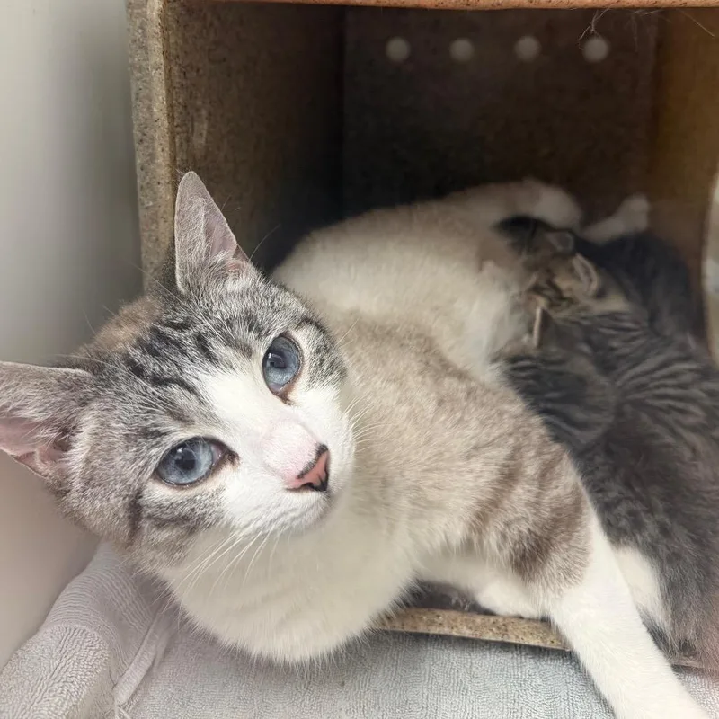 A young medium-sized female Gray / Blue / Silver Domestic Short Hair cat named Amy for adoption in Philadelphia, PA