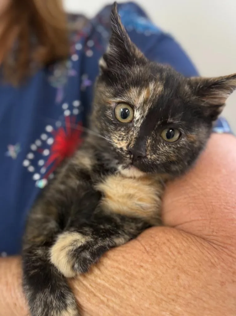 A baby medium-sized female Domestic Short Hair cat named Heidi for adoption in Vacaville, CA