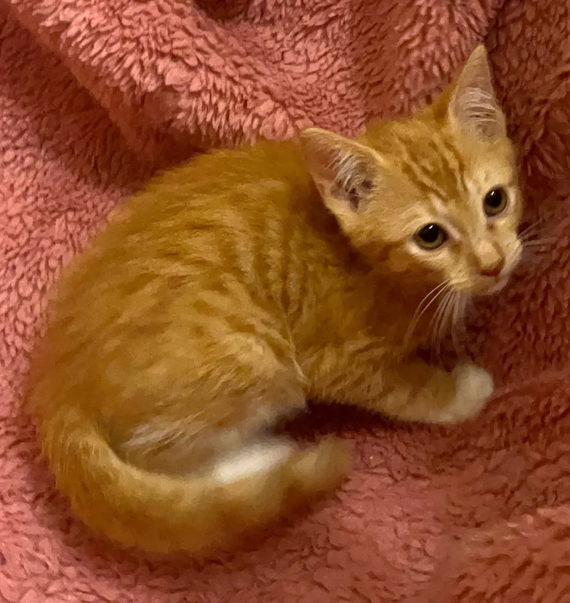 A baby medium-sized female Tabby cat named Now You See Me for adoption in Columbia, SC