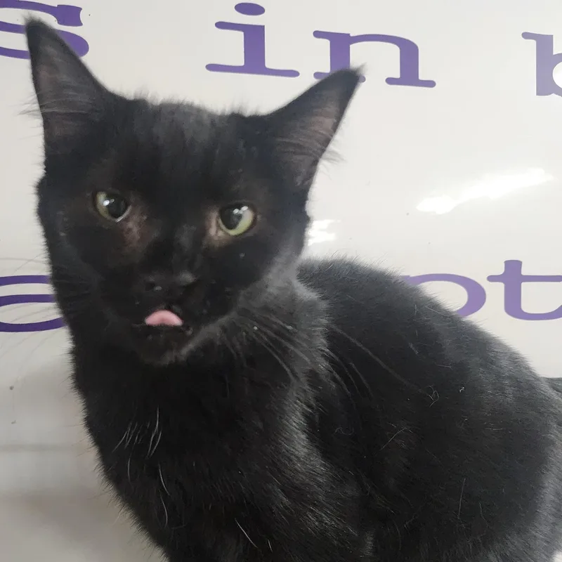 A young medium-sized female Black Domestic Short Hair cat named Turkey for adoption in Tama, IA