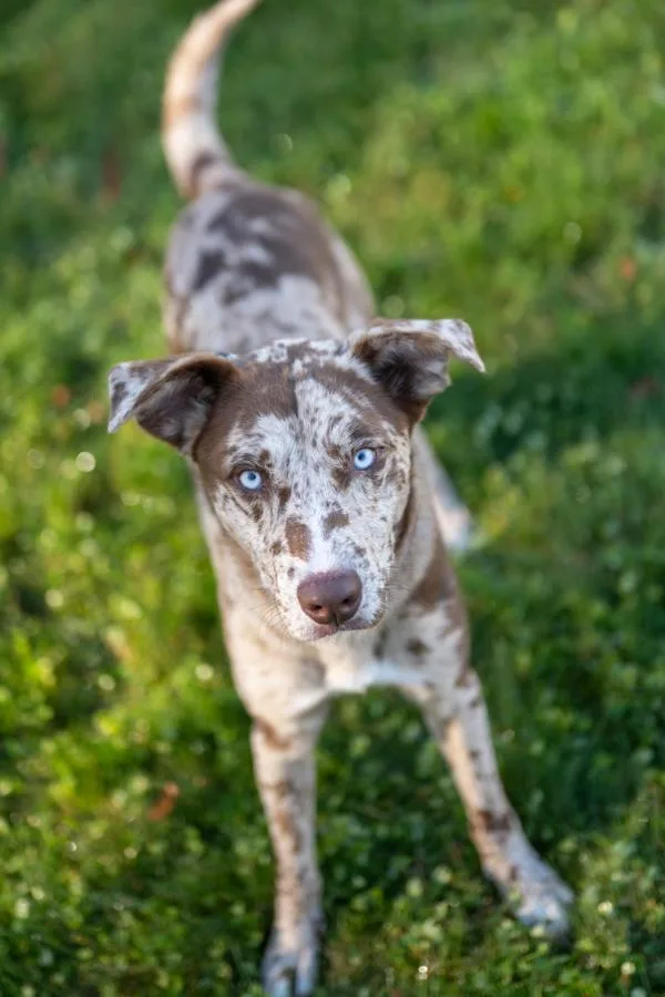An adult medium-sized male Catahoula Leopard Dog dog named Rico for adoption in Stratham, NH