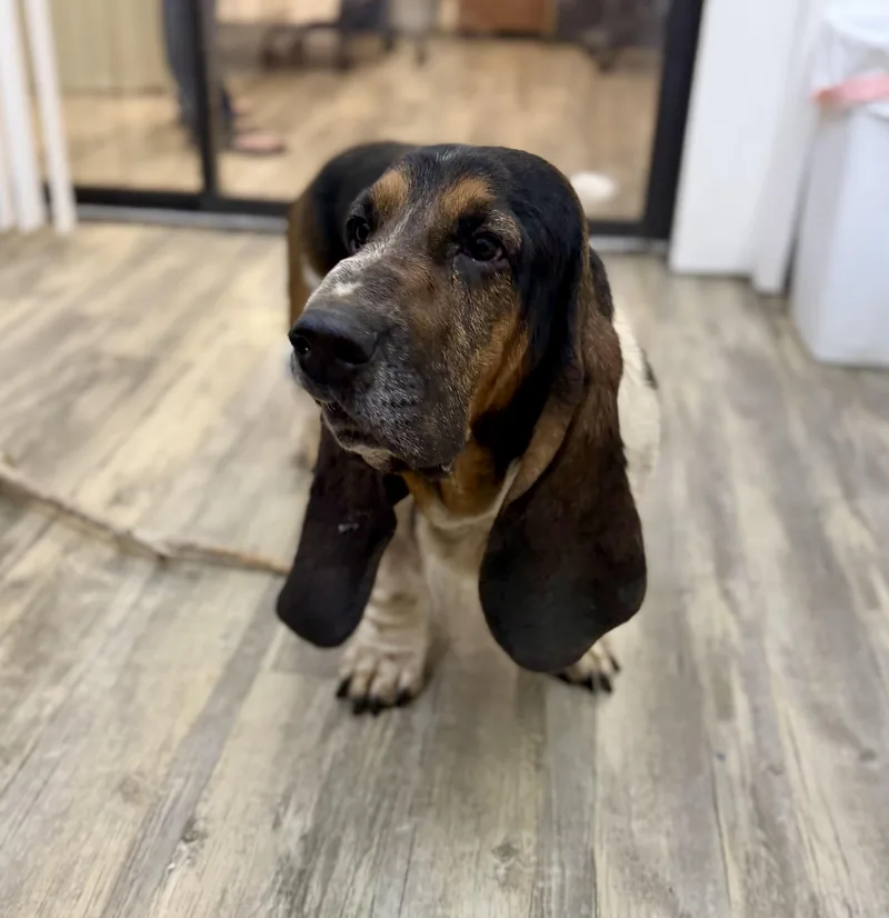 An adult medium-sized male Tricolor (Brown, Black, & White) Basset Hound dog named Charlie for adoption in Sonora, CA
