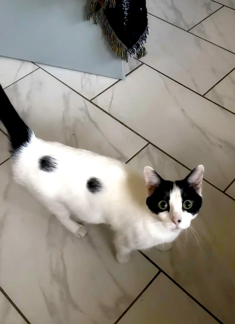 An adult medium-sized female Black & White / Tuxedo Domestic Short Hair cat named Ariel for adoption in Columbia, SC