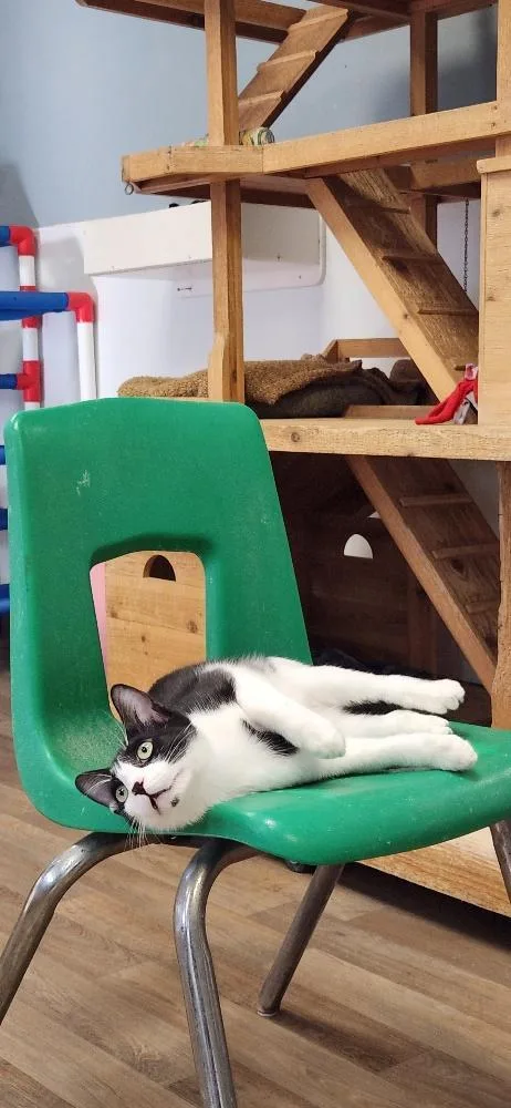Cat thumbnail 3