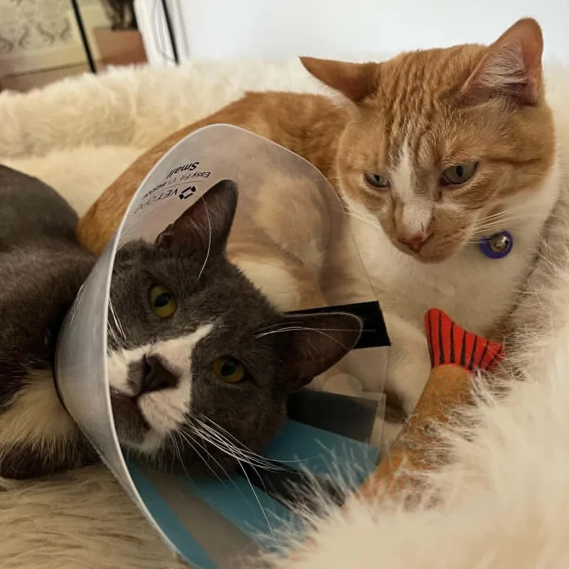 An adult large-sized male Gray / Blue / Silver Domestic Short Hair cat named Sir Silvester Storm for adoption in Forest Hills, NY