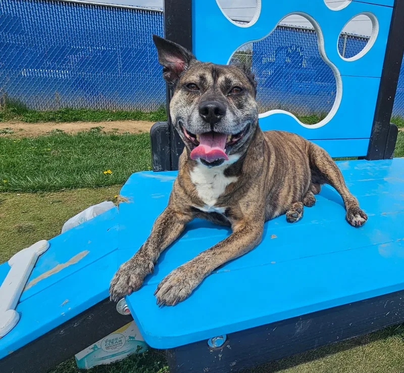 An adult medium-sized male Brindle Pit Bull Terrier dog named Peanut for adoption in Wooster, OH