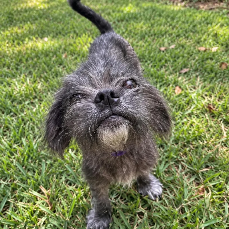 A senior small-sized male Black Shih Tzu dog named Tank for adoption in Houston, TX