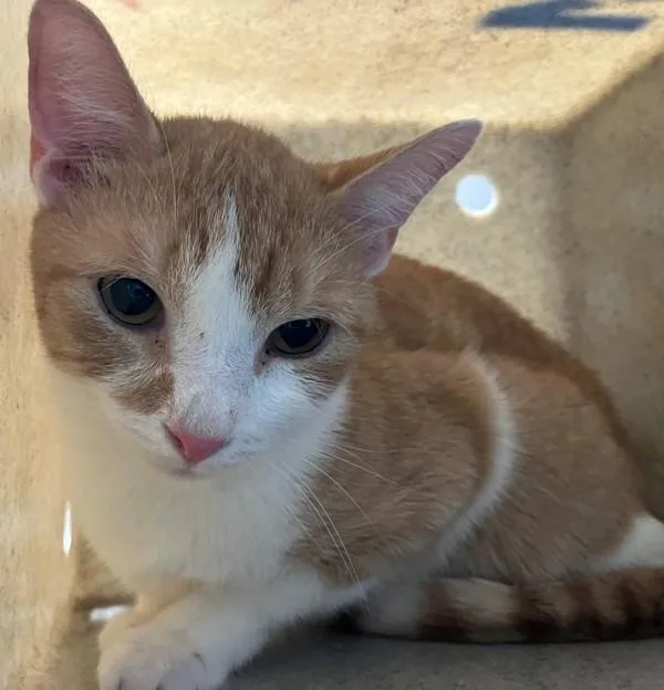 A young medium-sized male Domestic Short Hair cat named Phoenix for adoption in Staten Island, NY
