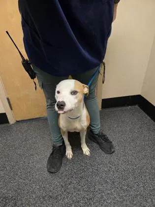 An adult large-sized female Pit Bull Terrier dog named Bella Claire for adoption in Roseville, CA