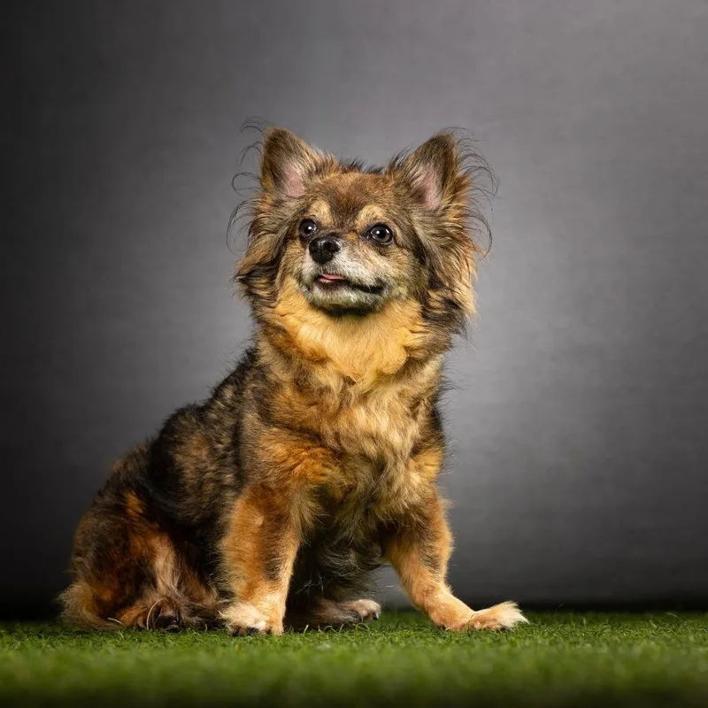 A senior small-sized male Brown / Chocolate Papillon dog named Karman for adoption in Jupiter, FL