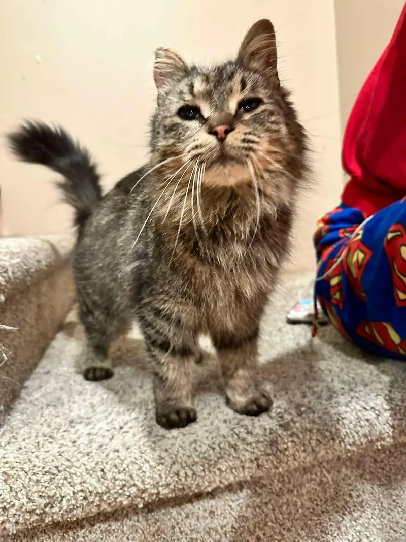 An adult small-sized female Tabby (Brown / Chocolate) Domestic Medium Hair cat named Addison for adoption in East Lansing, MI