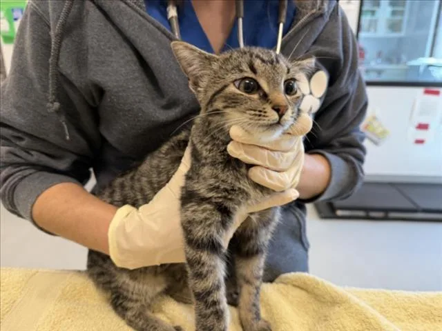 A baby small-sized female Domestic Short Hair cat named Trixy for adoption in Santa Fe, NM
