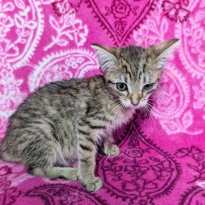 A baby small-sized female Brown / Chocolate Domestic Short Hair cat named Marie for adoption in Jefferson city, TN
