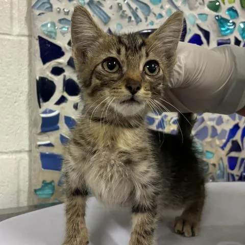 A baby small-sized male Domestic Short Hair cat named Elmer Fudge for adoption in Pensacola, FL