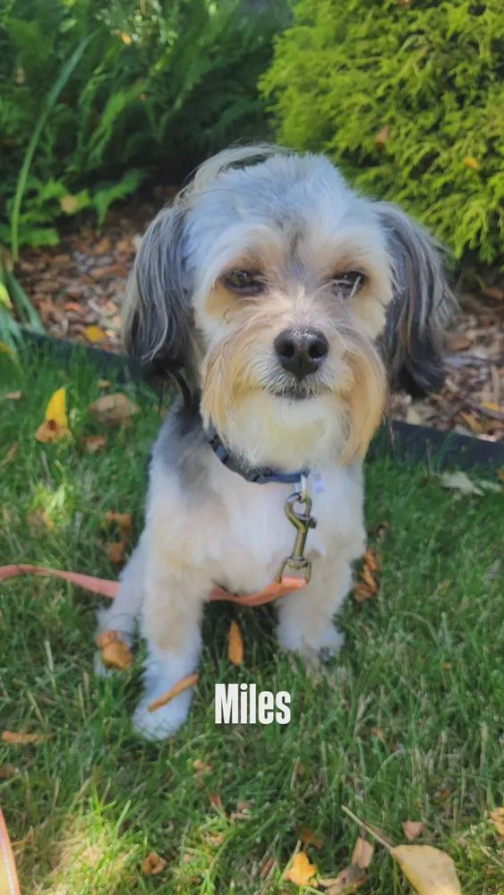 A young small-sized male Shih Tzu dog named Miles for adoption in Jefferson Hills, PA