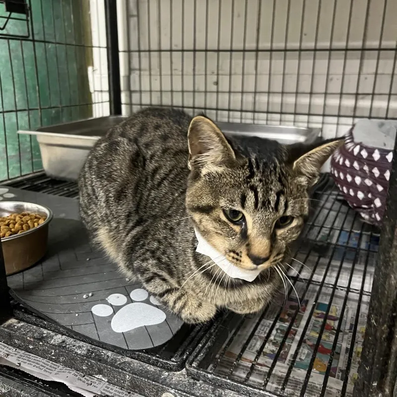 A young medium-sized male Black Domestic Short Hair cat named Kuma for adoption in Clanton, AL