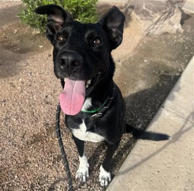 A young large-sized male Labrador Retriever dog named Bullhead for adoption in Mesa, AZ