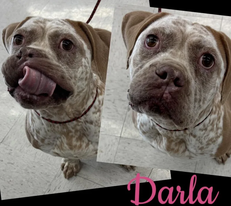 Darla