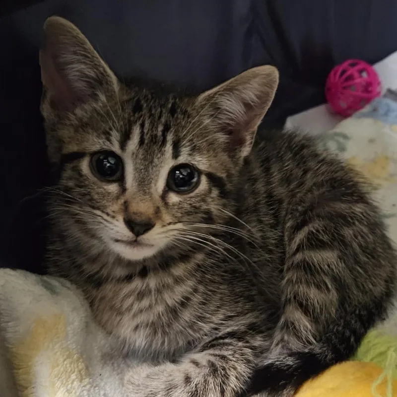 A baby small-sized female Brown / Chocolate Domestic Short Hair cat named Mrs. Potato Head for adoption in Springfield, IL