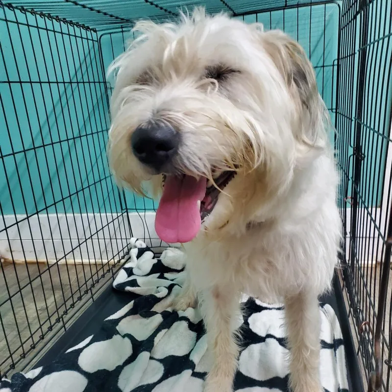 An adult medium-sized female Mixed Breed dog named Sienna for adoption in Jefferson city, TN