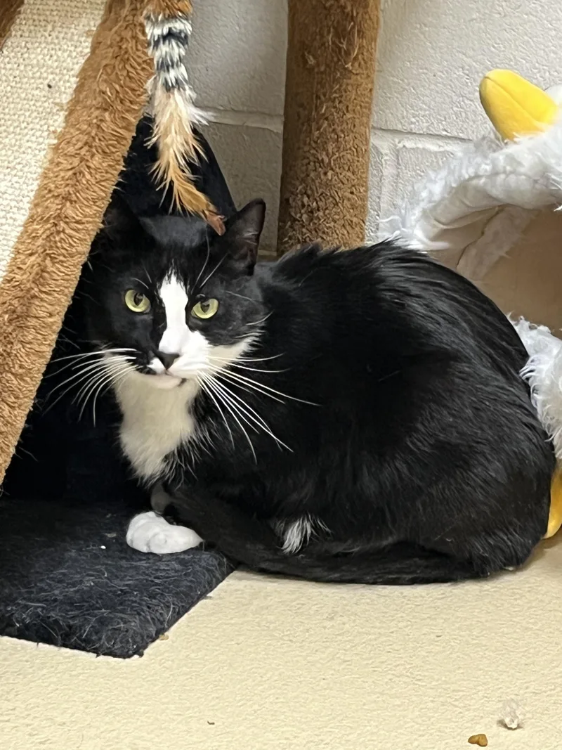 Chandler thumbnail 2