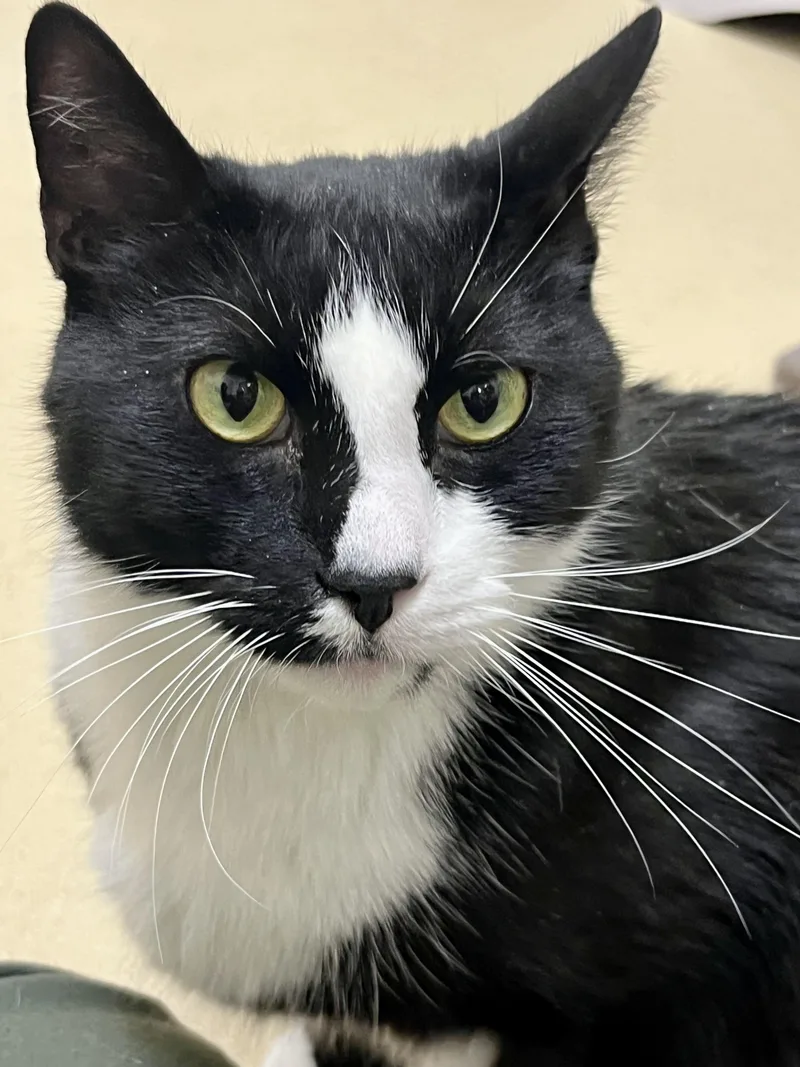 An adult medium-sized male Black & White / Tuxedo Domestic Short Hair cat named Chandler for adoption in Greenwich, CT