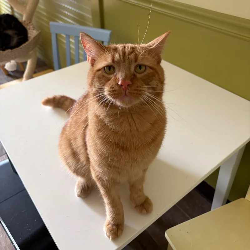An adult large-sized male Orange / Red Domestic Short Hair cat named Tang for adoption in Normal, IL