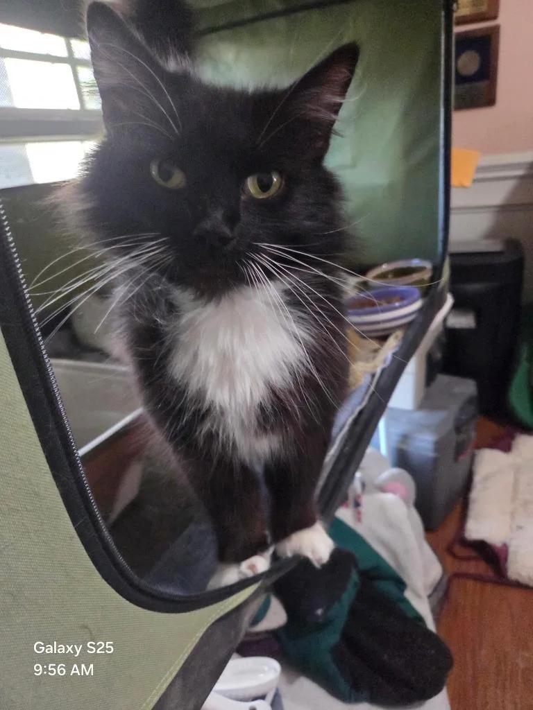 A young medium-sized female Domestic Short Hair cat named Jasmine for adoption in Fort Oglethorpe, GA