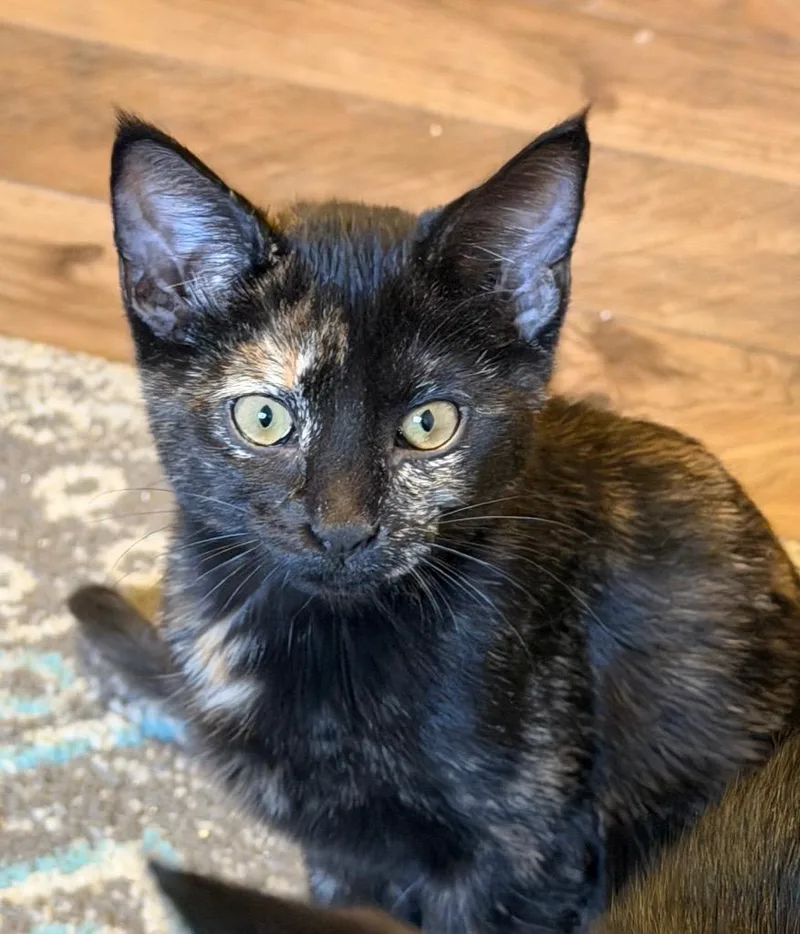A baby medium-sized female Domestic Short Hair cat named Jackie for adoption in Logan, UT