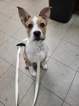 A baby small-sized female Mixed Breed dog named Nova Scotia for adoption in Hobart, IN