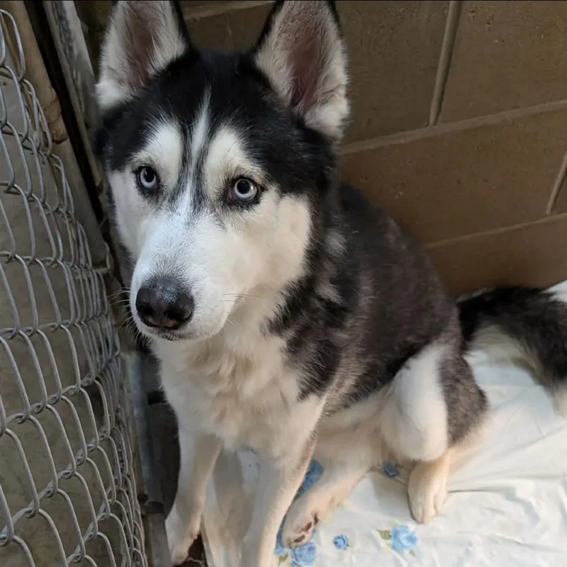 An adult medium-sized male Black Husky dog named Aspen for adoption in Eufaula, OK