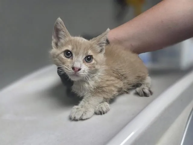 A baby small-sized male Domestic Short Hair cat named Reef for adoption in Antioch, CA