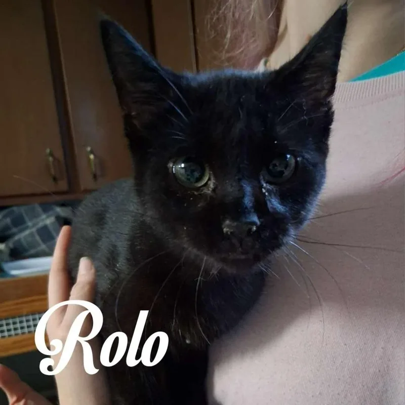 A baby small-sized male Domestic Short Hair cat named Rolo for adoption in Hillsboro, OH
