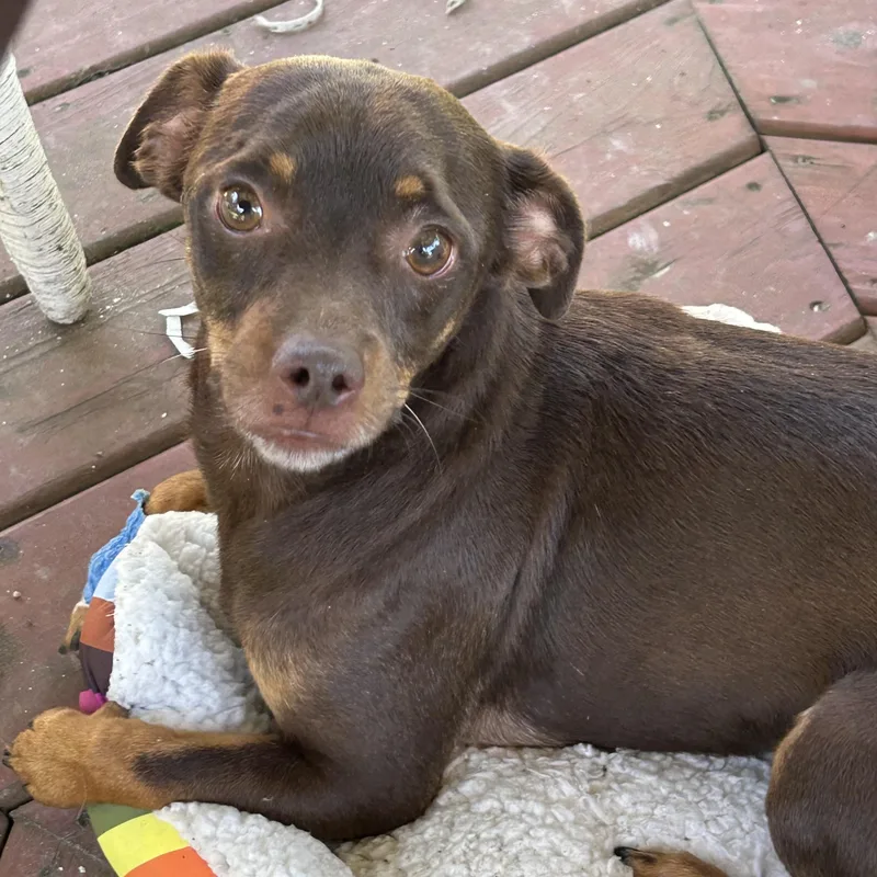 An adult small-sized male Chiweenie dog named Brownie for adoption in Paris, TX